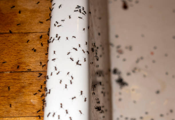 Wasp Removal Services in Fairfield Plantation, GA